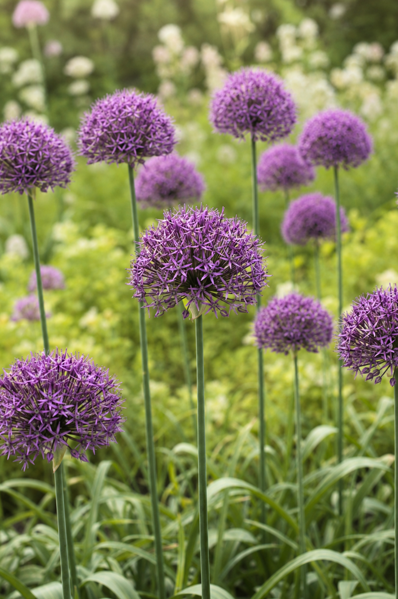 Allium 'Violet Beauty' BIO — violette sierui | Angelo