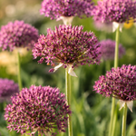 Allium 'Magic' BIO