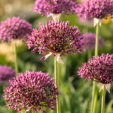 Allium 'Magic' BIO