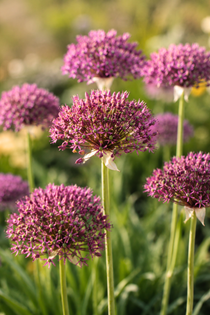 Allium 'Magic' BIO