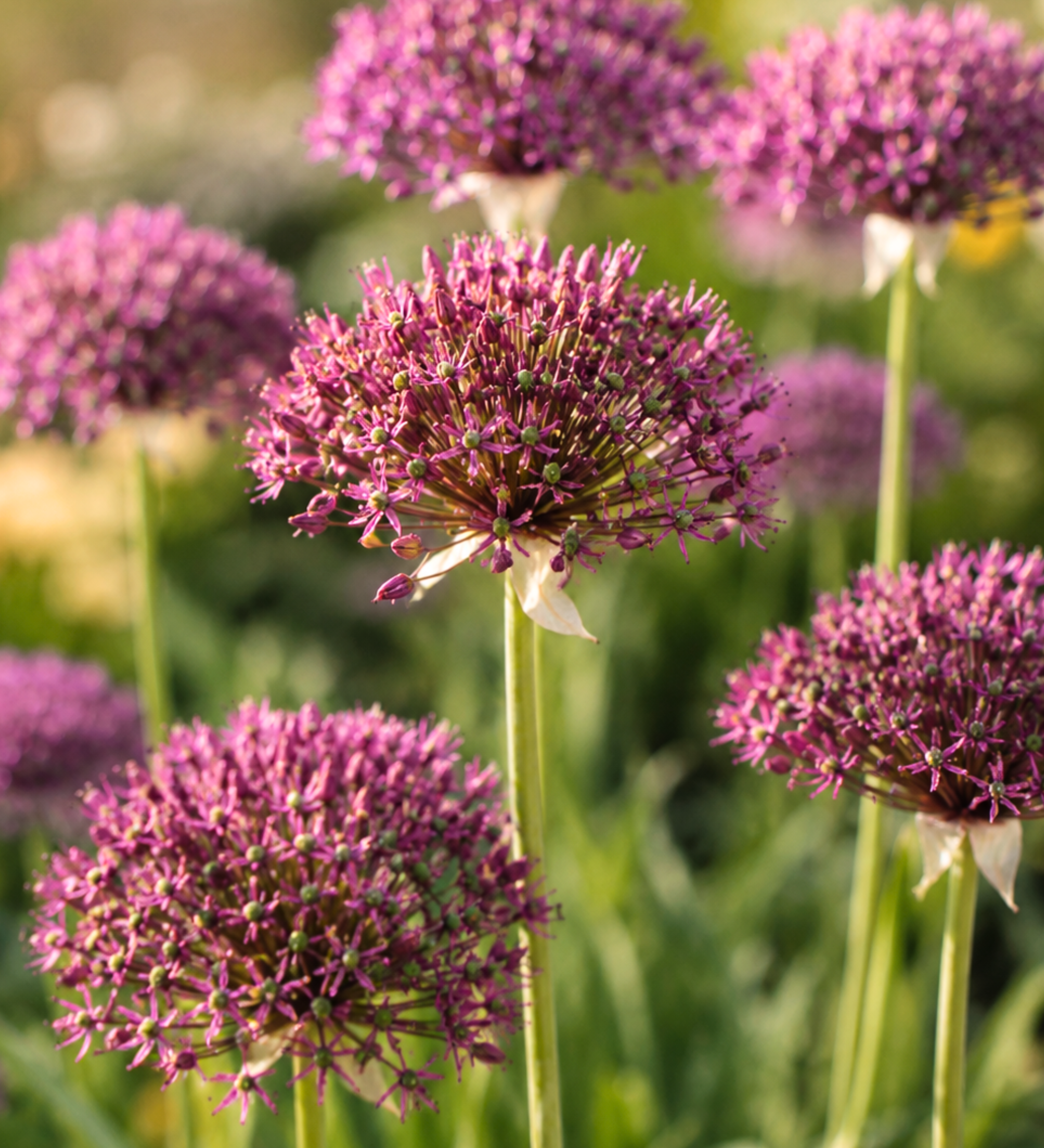Allium 'Magic' BIO