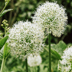 Allium 'Mount Everest' BIO