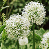 Allium 'Mount Everest' BIO