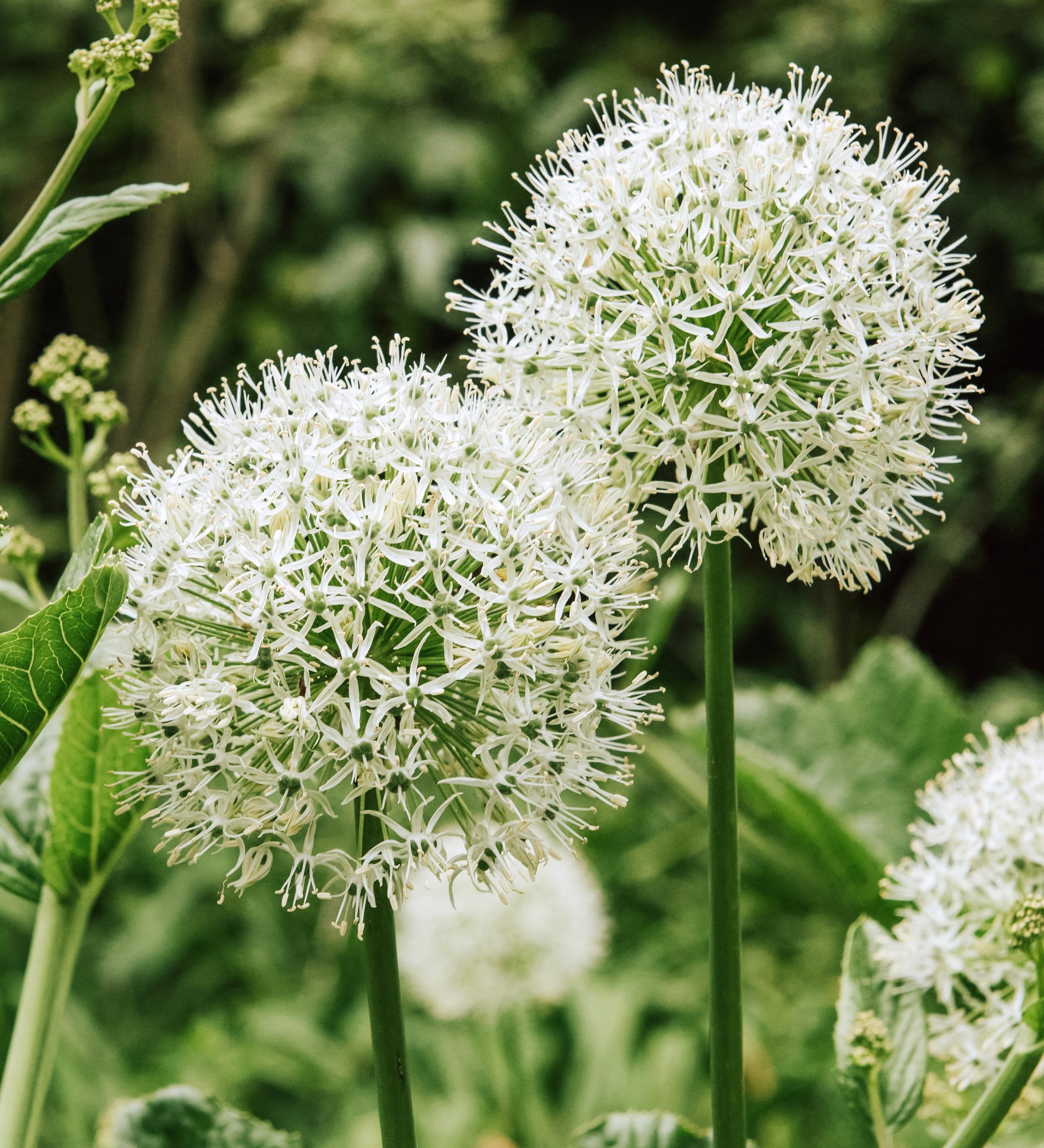Allium 'Mount Everest' BIO