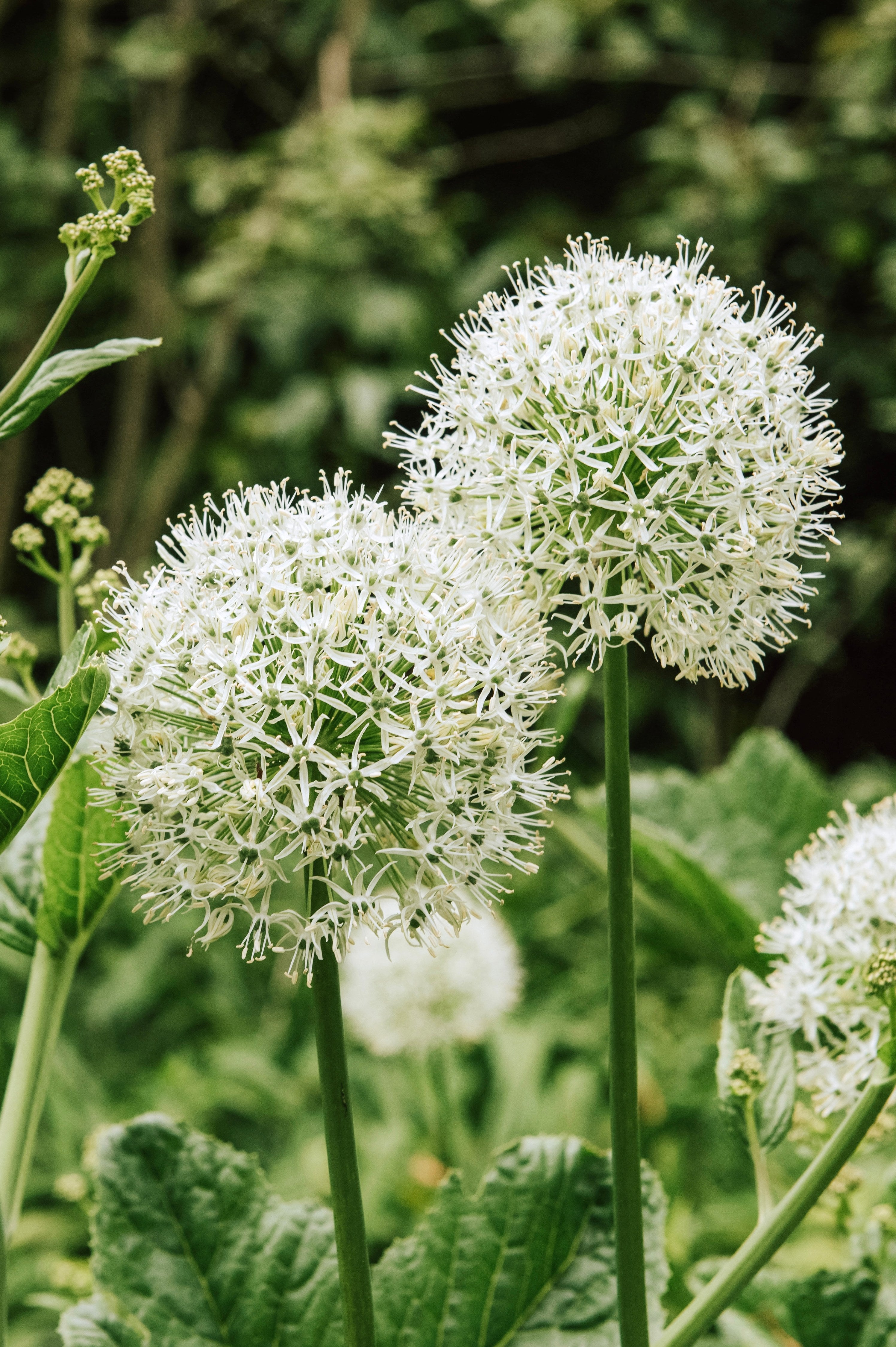 Allium 'Mount Everest' BIO