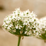 Allium nigrum BIO
