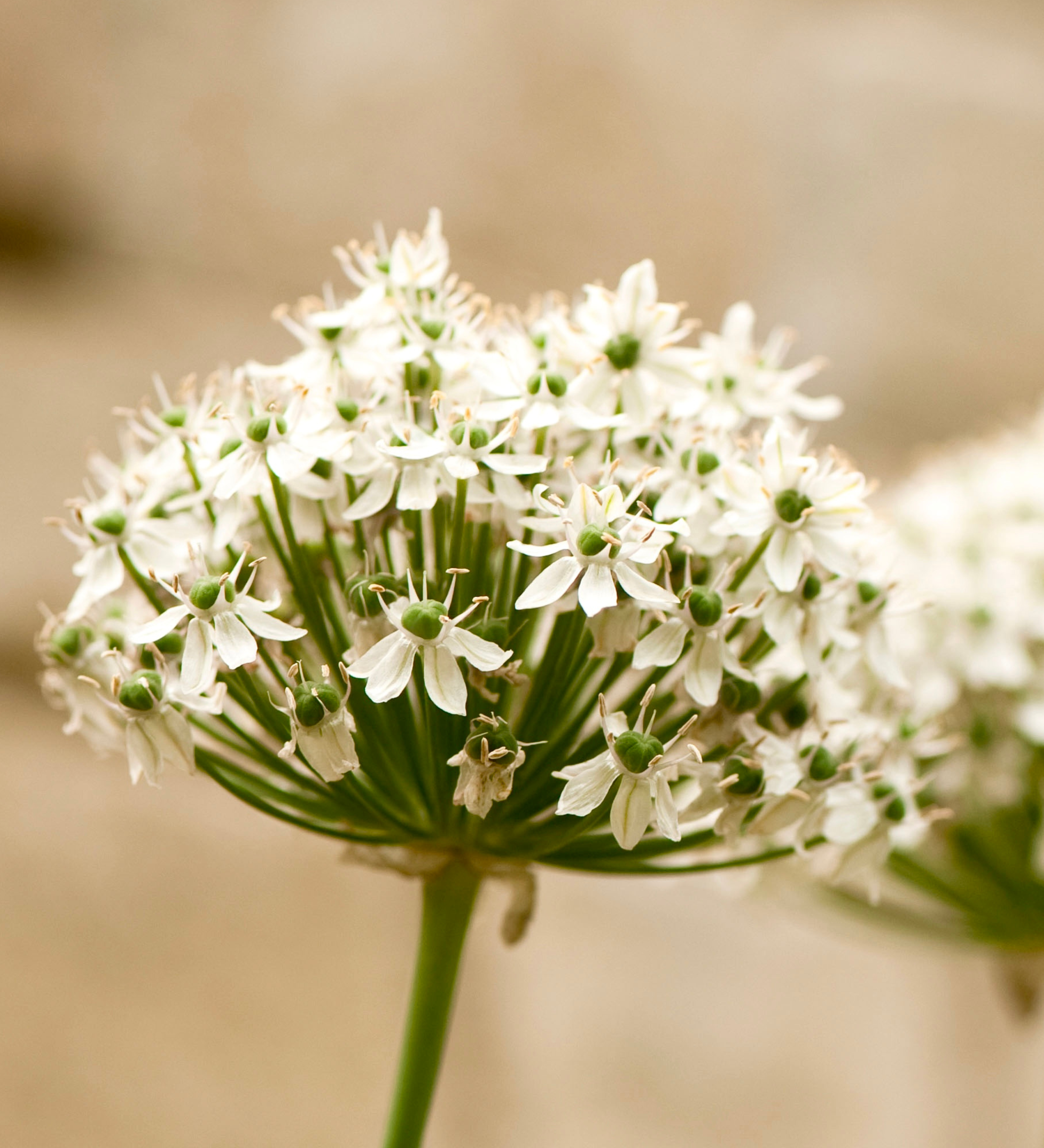 Allium nigrum BIO