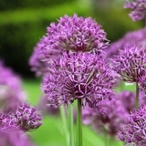 Allium 'Purple Rain' BIO