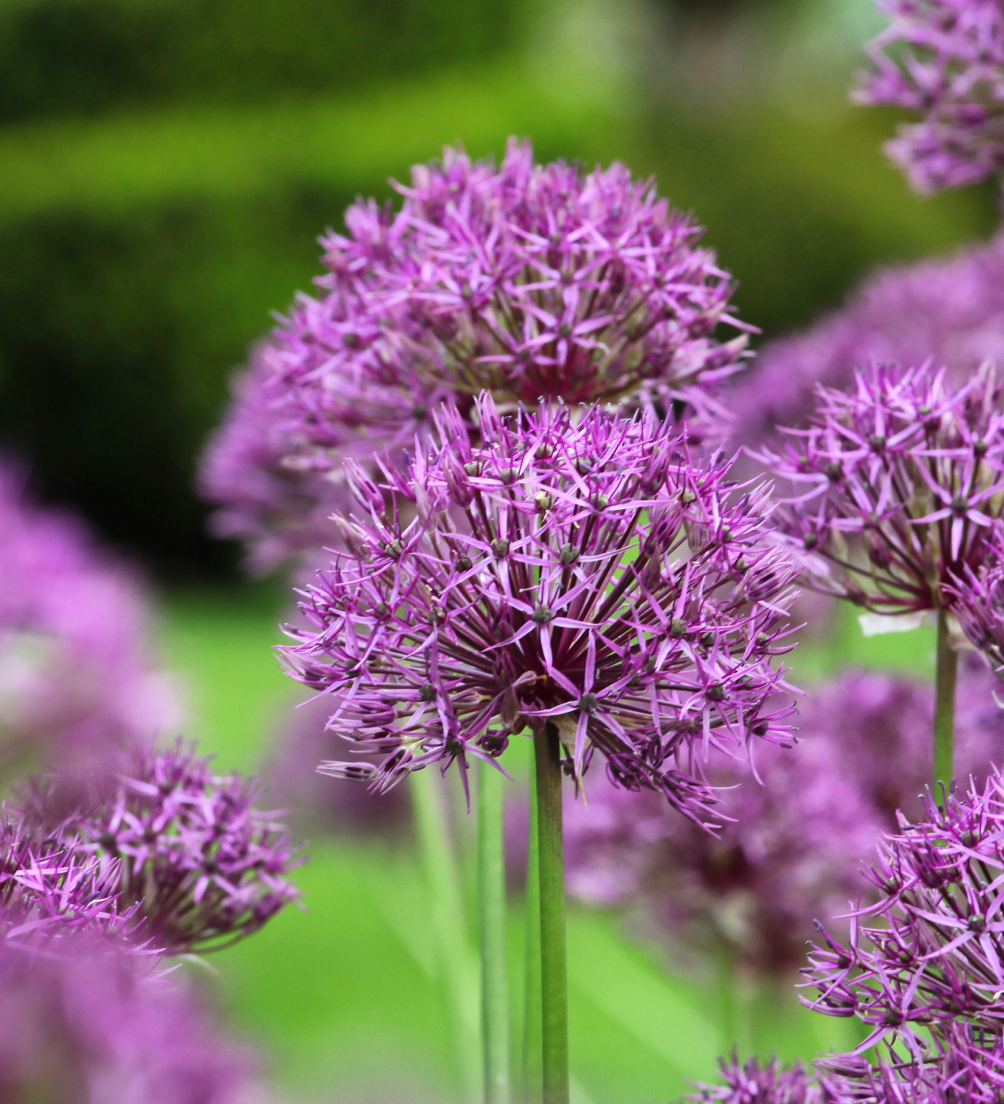 Allium 'Purple Rain' BIO