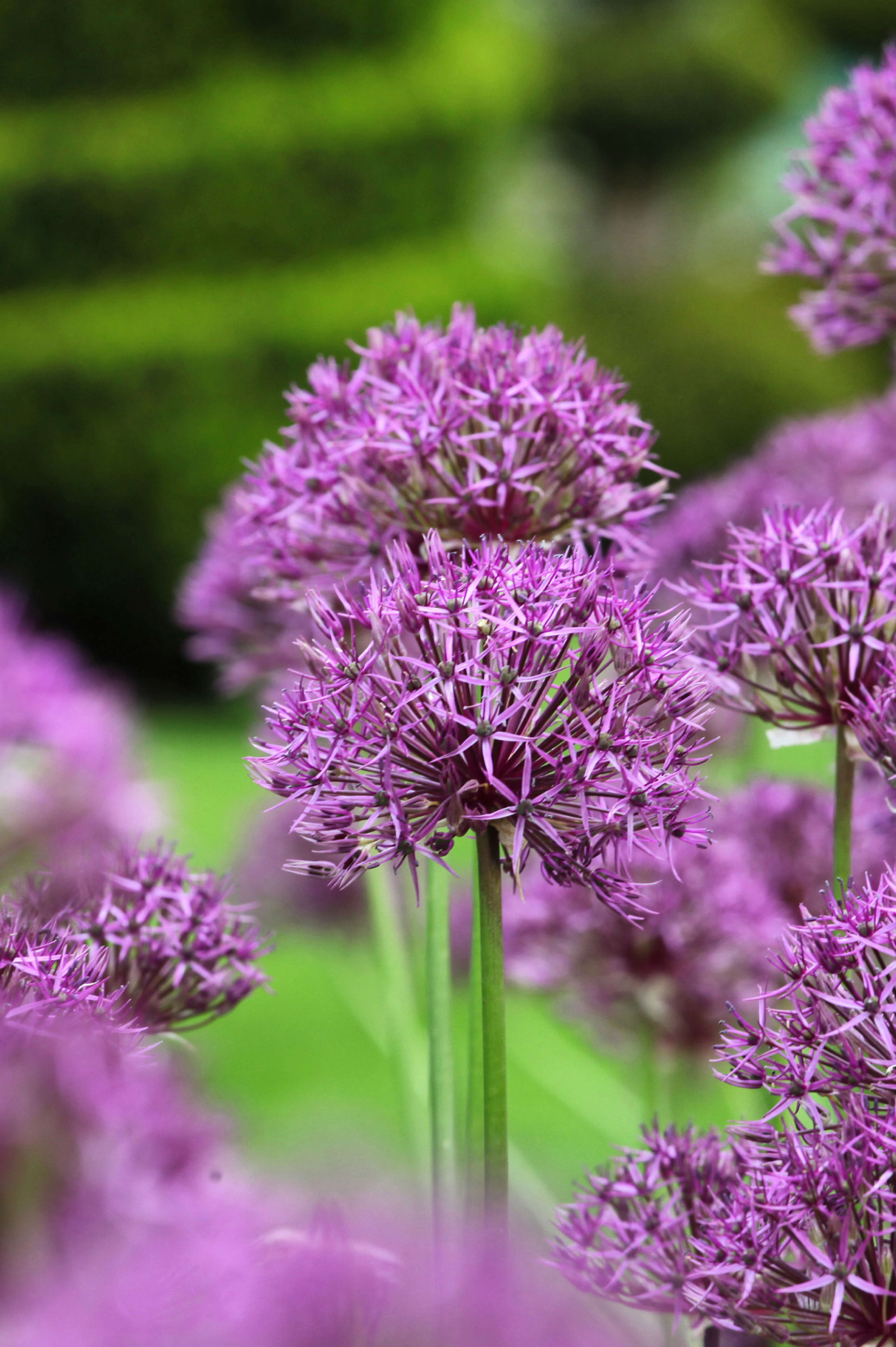 Allium 'Purple Rain' BIO