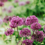 Allium aflatunense 'Purple Sensation'