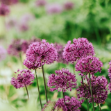 Allium aflatunense 'Purple Sensation'