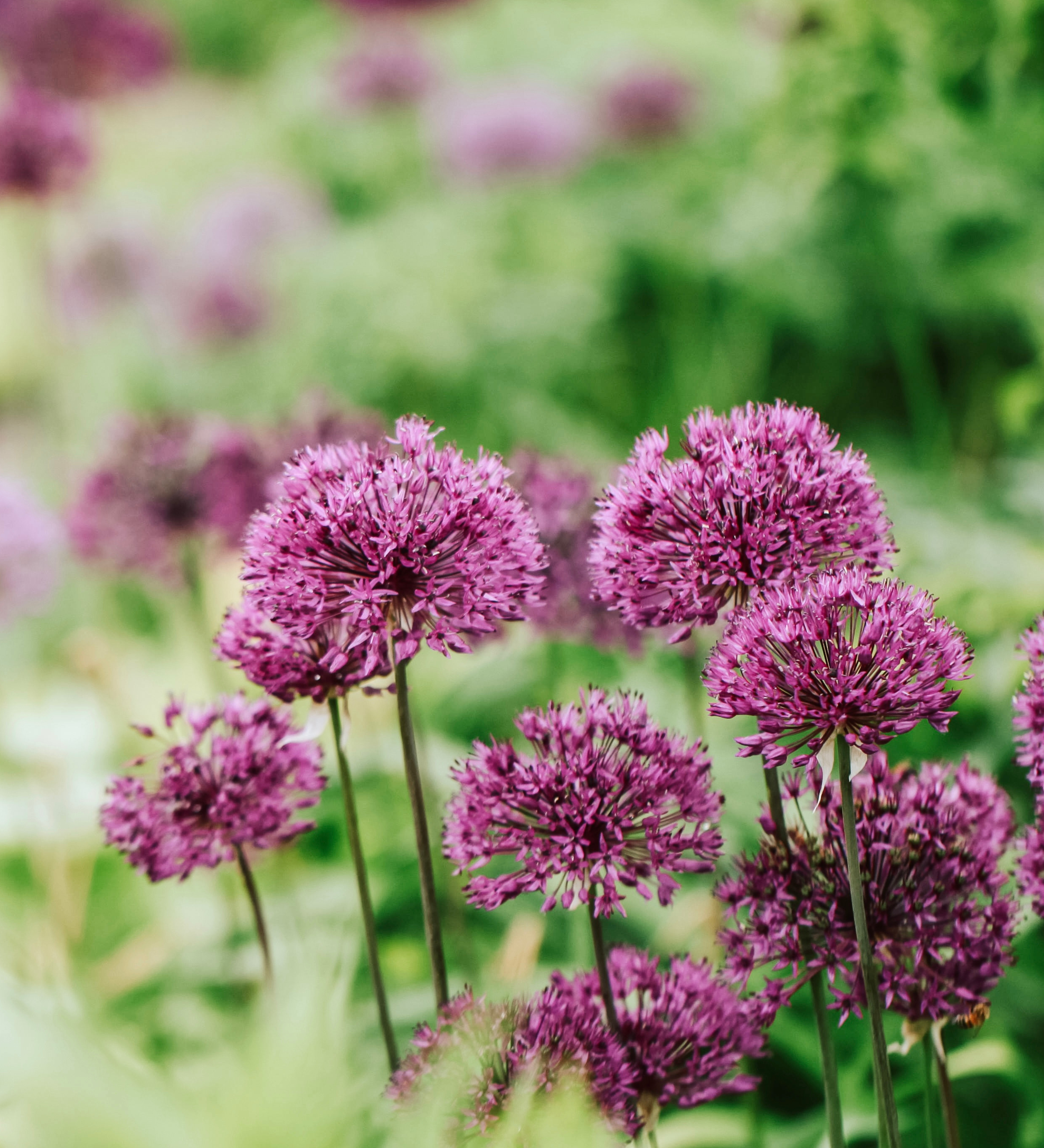 Allium aflatunense 'Purple Sensation'