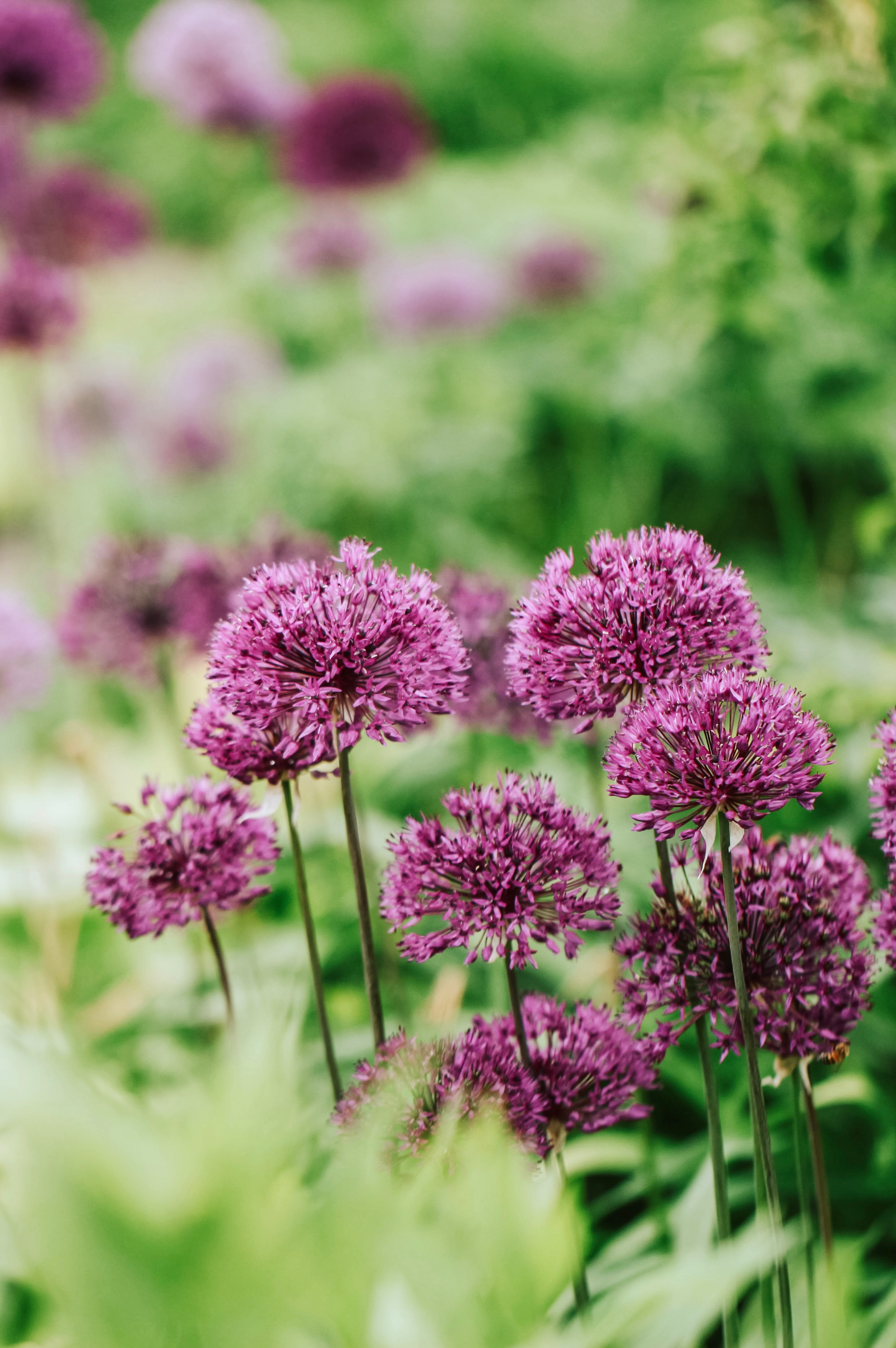 Allium aflatunense 'Purple Sensation'