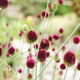 Allium sphaerocephalon