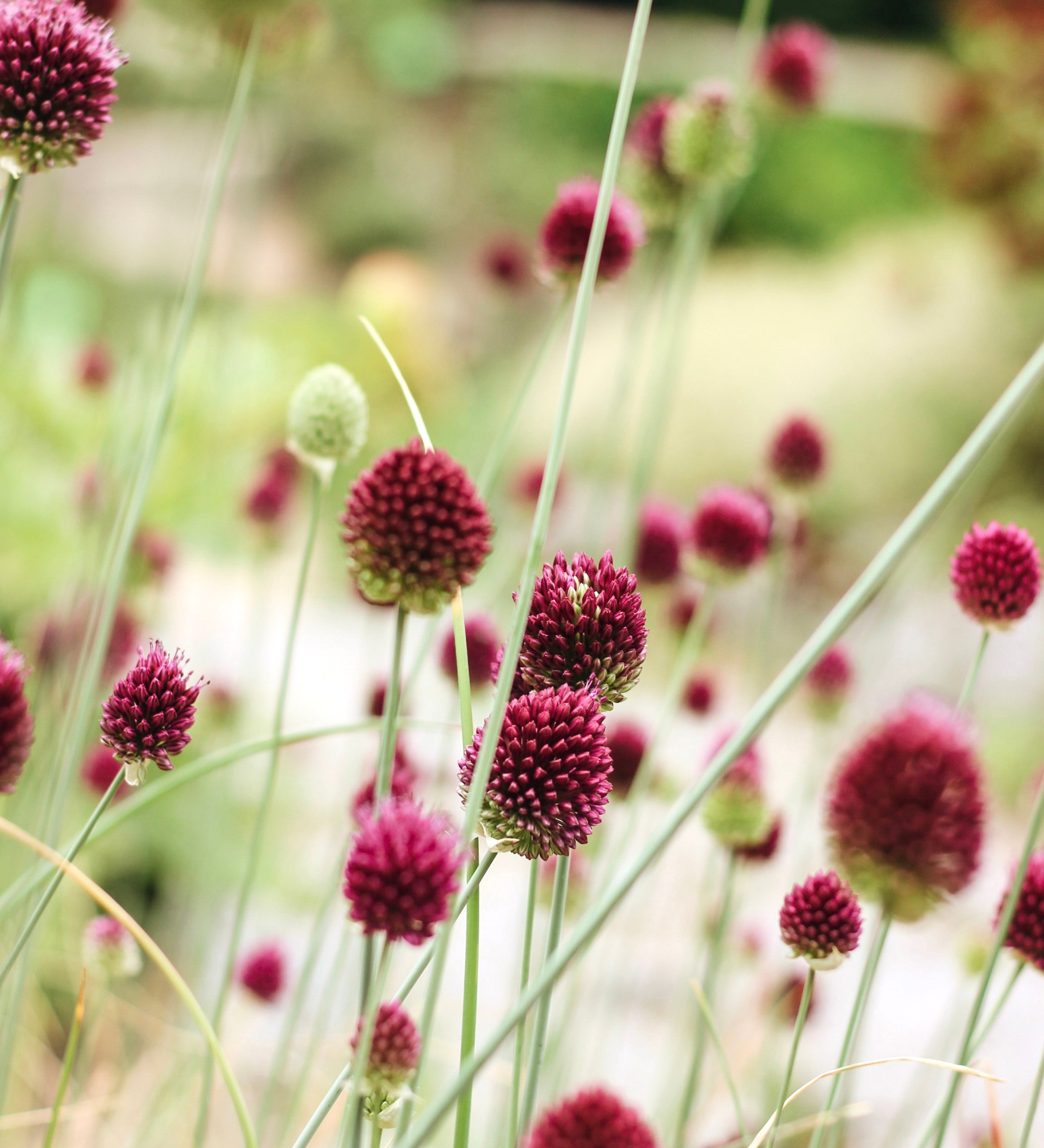 Allium sphaerocephalon