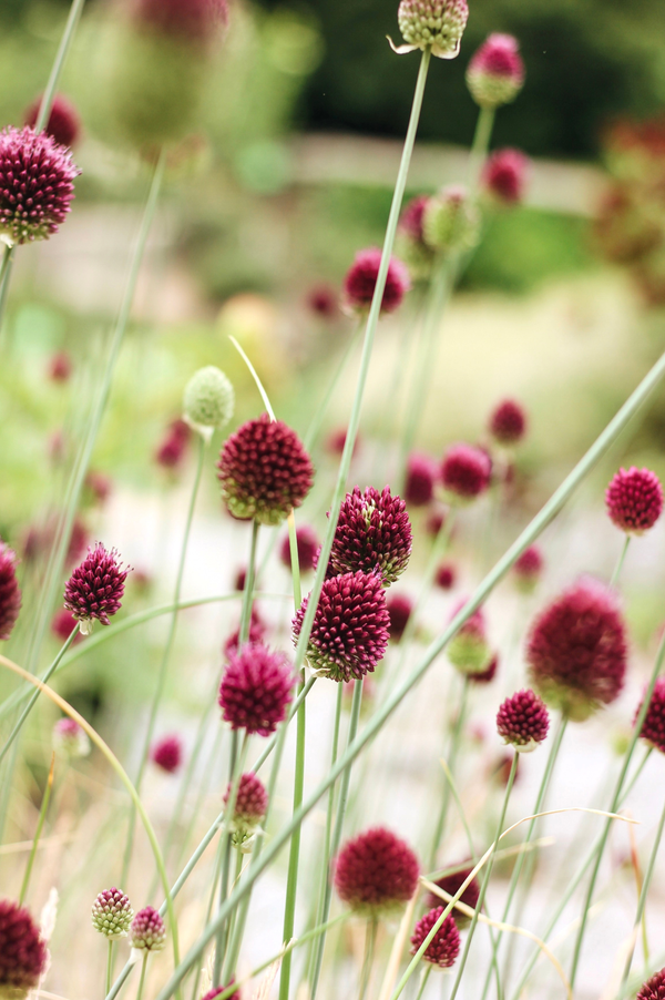 Allium sphaerocephalon