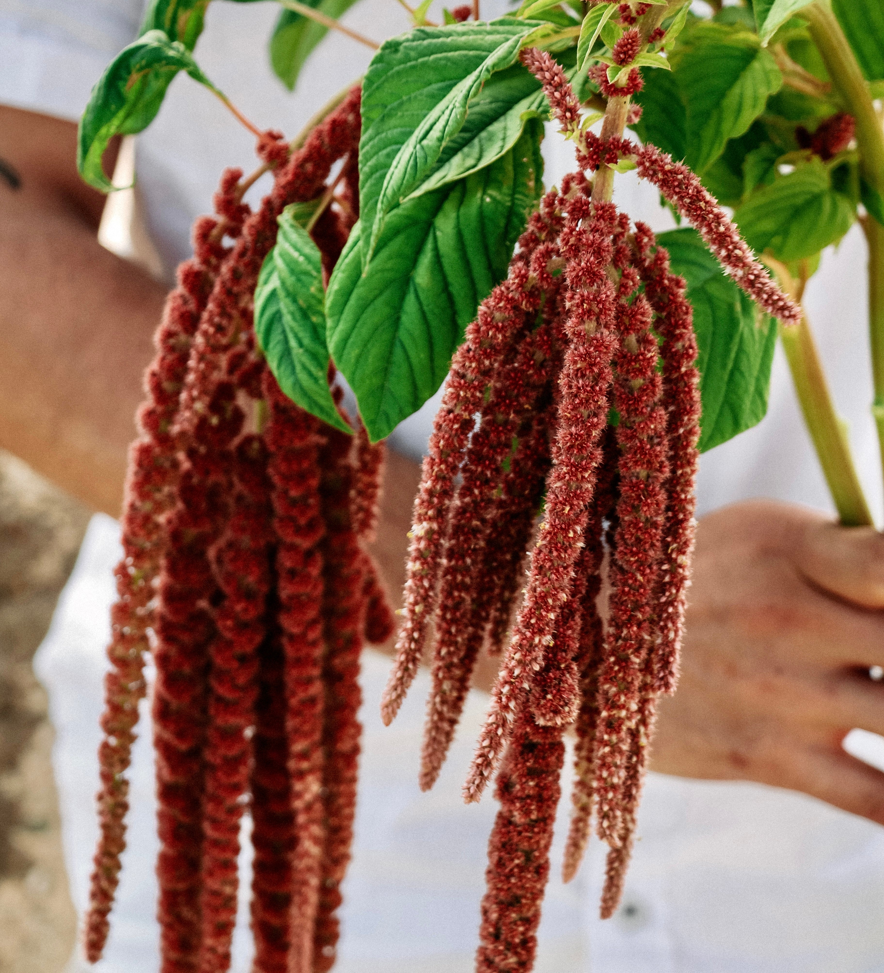 Amaranthus caudatus 'coral fountain'-Angelo