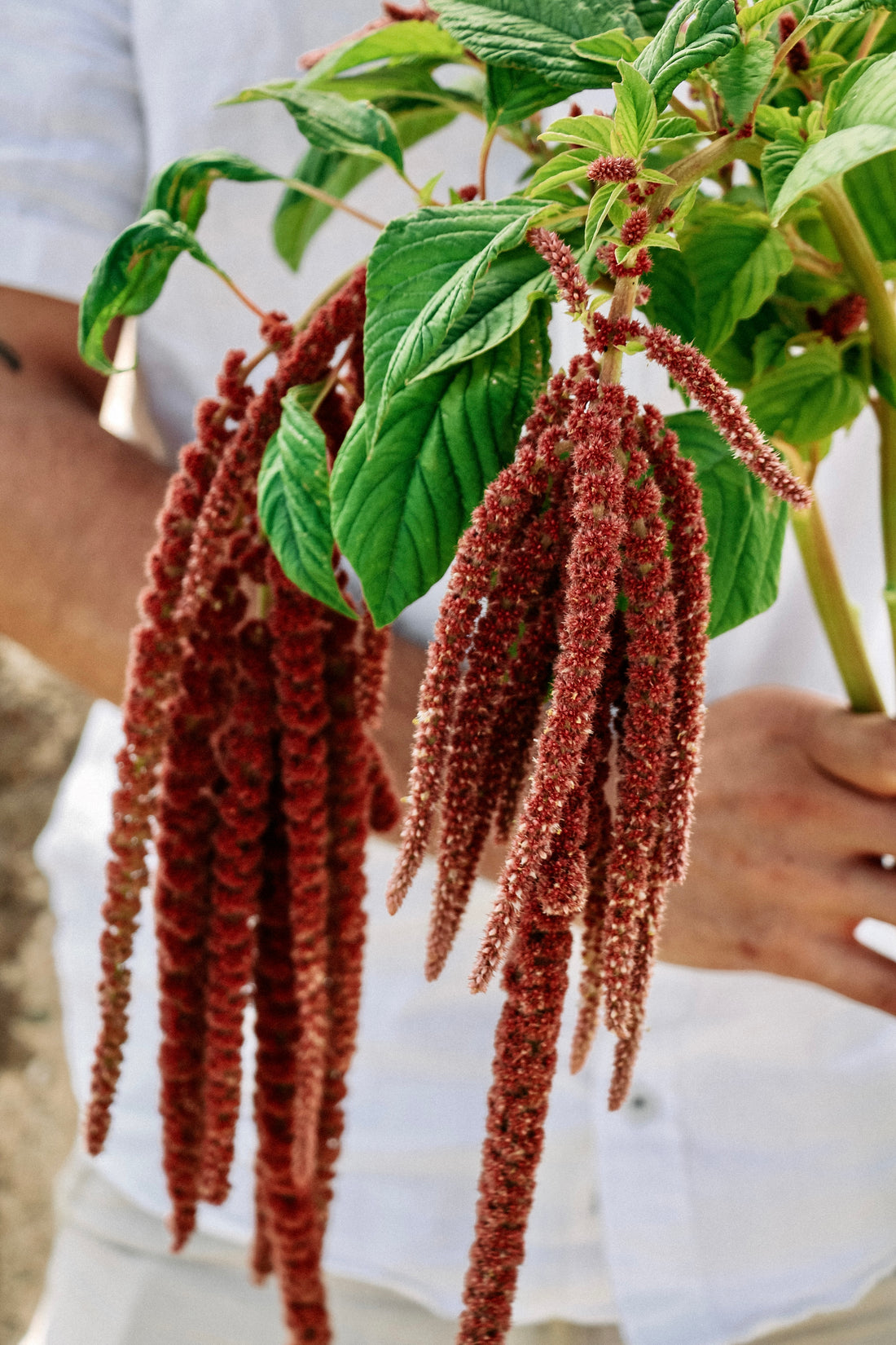 Amaranthus caudatus &