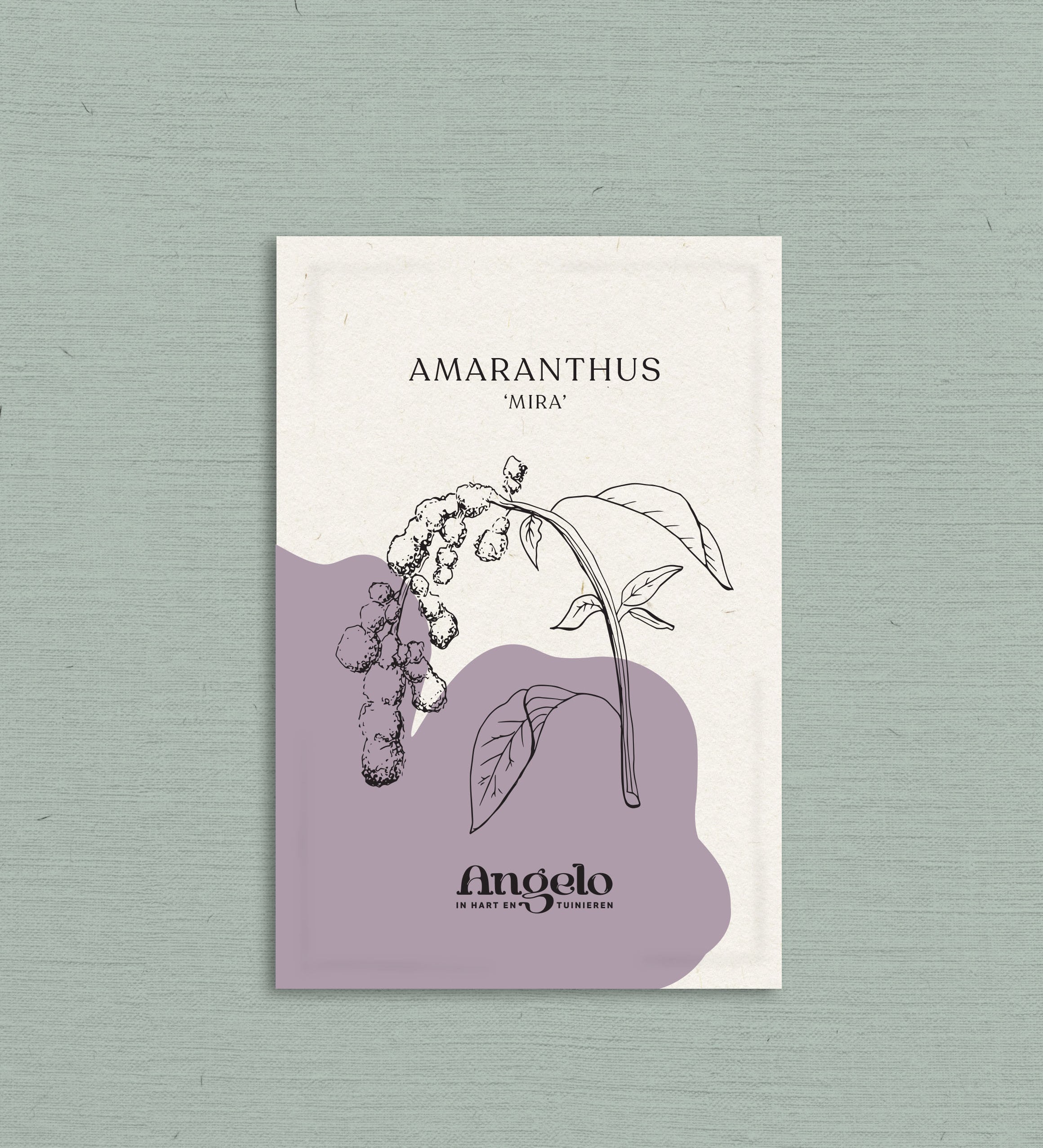 Amaranthus caudatus 'mira'-Angelo