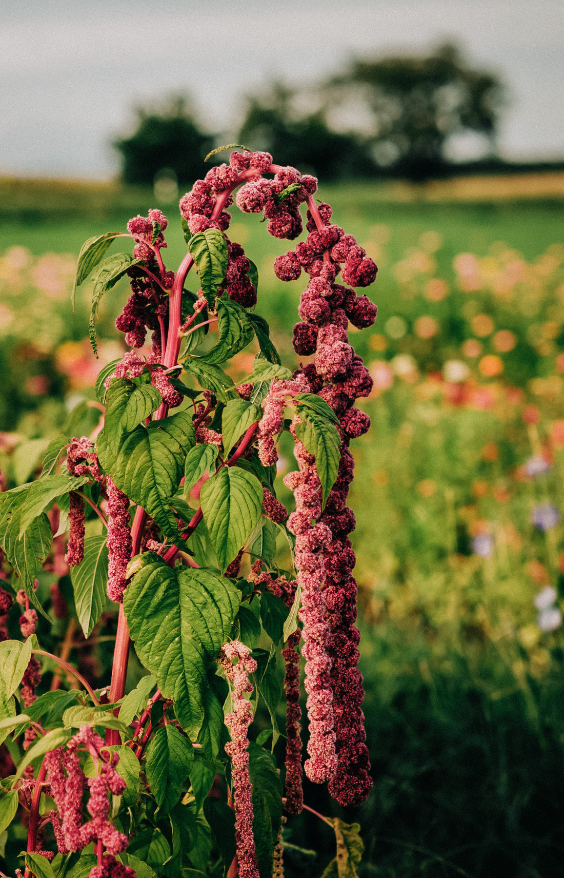 Amaranthus caudatus &