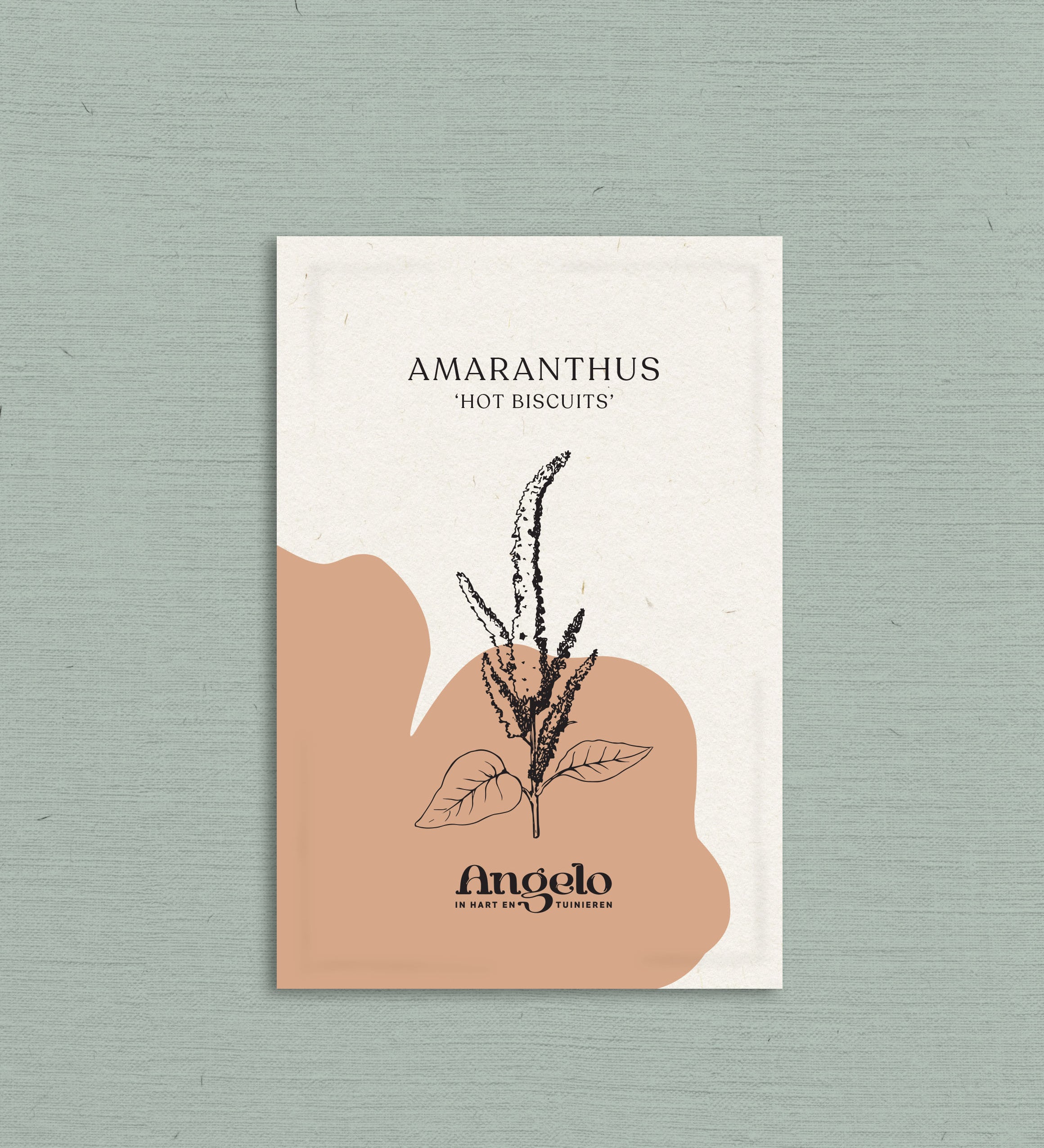 Amaranthus cruentus 'hot biscuits'-Angelo