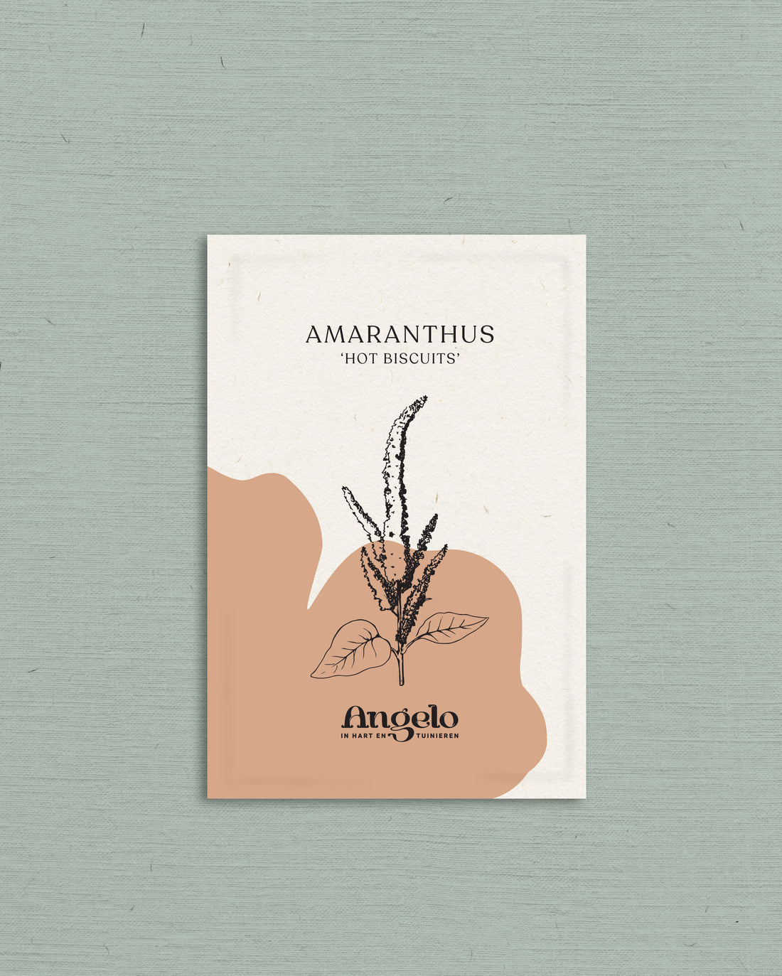 Amaranthus cruentus &