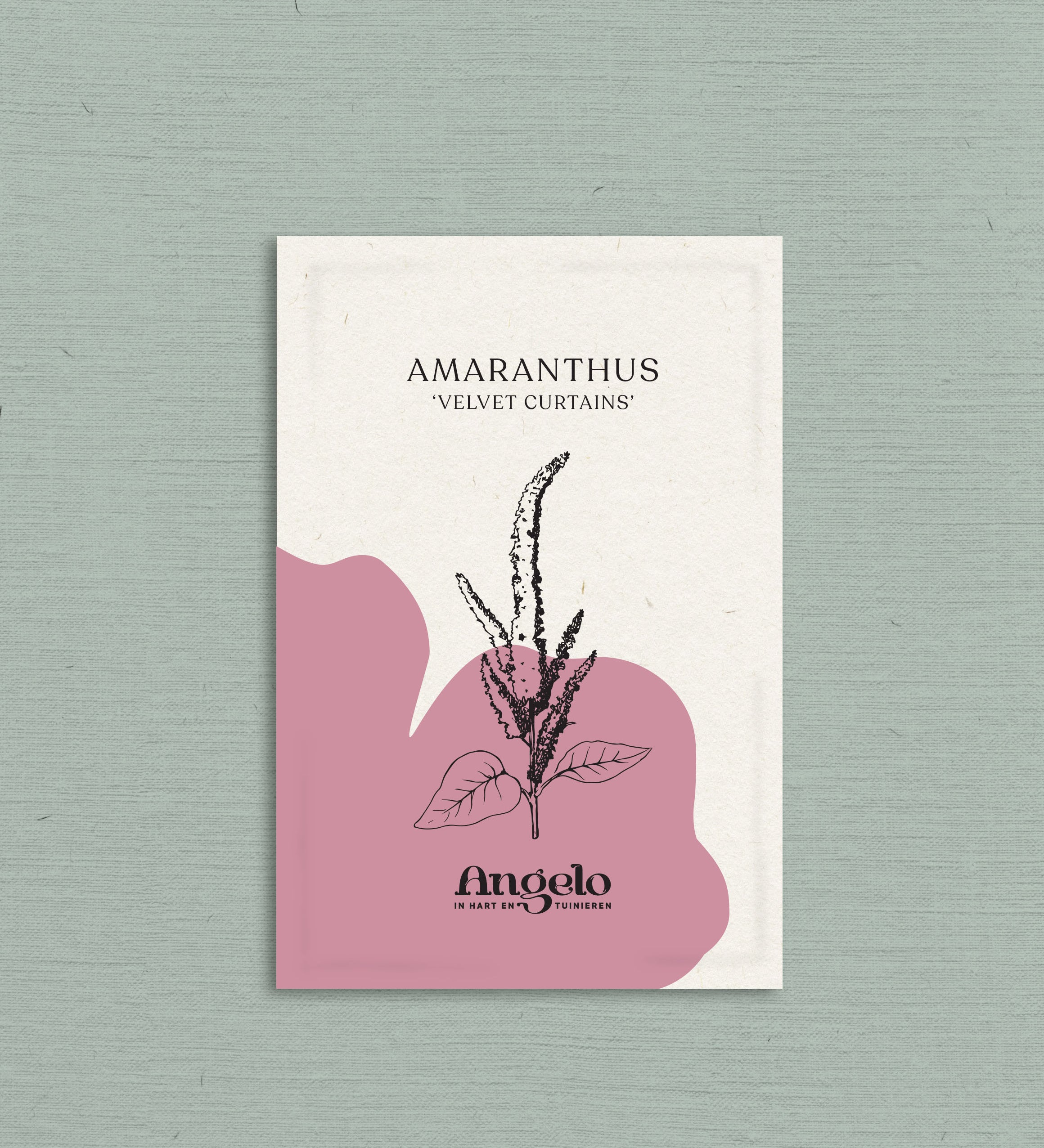 Amaranthus cruentus 'velvet curtains'-Angelo