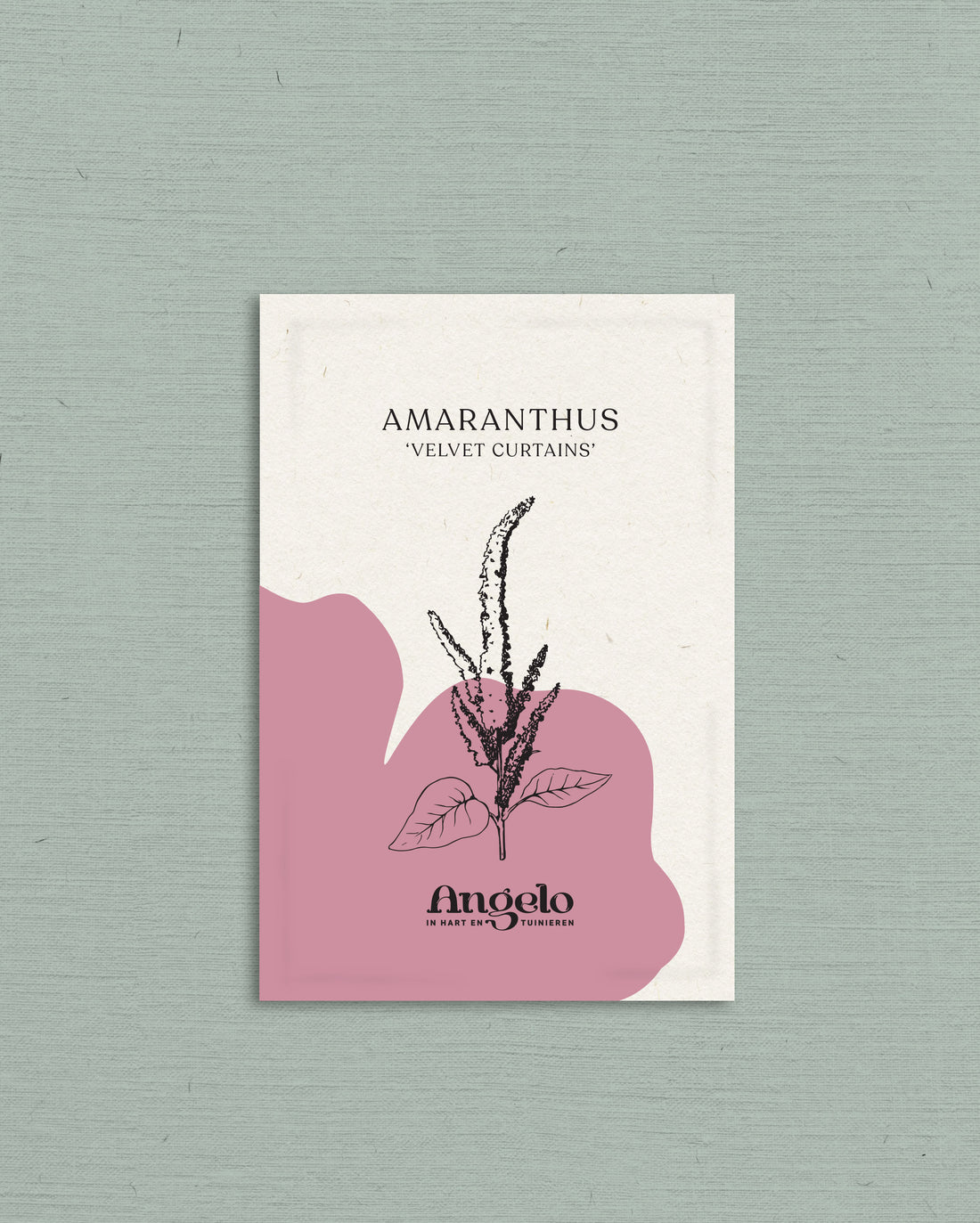 Amaranthus cruentus &