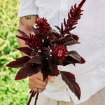 Amaranthus cruentus 'velvet curtains'-Angelo