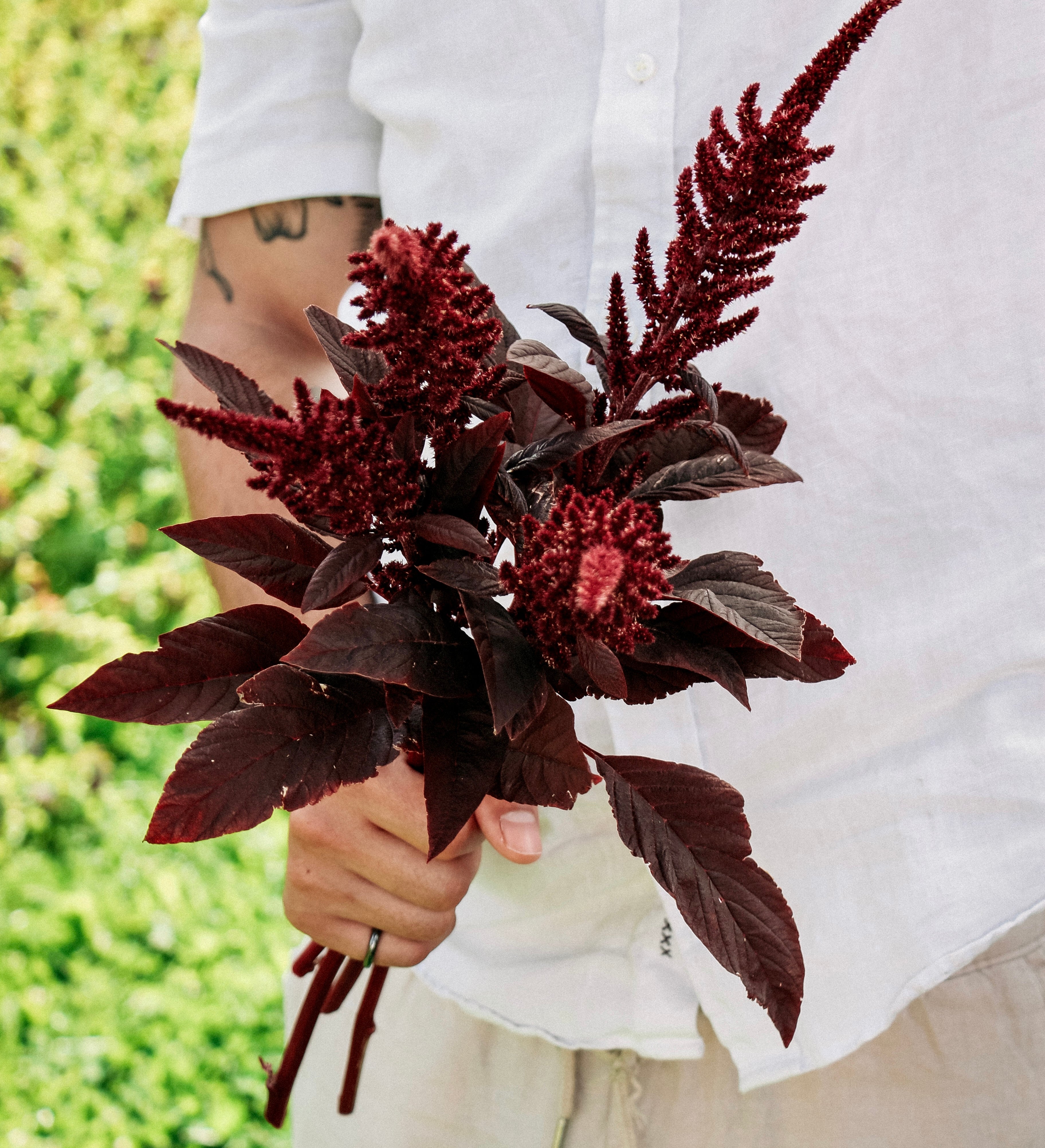Amaranthus cruentus 'velvet curtains'-Angelo
