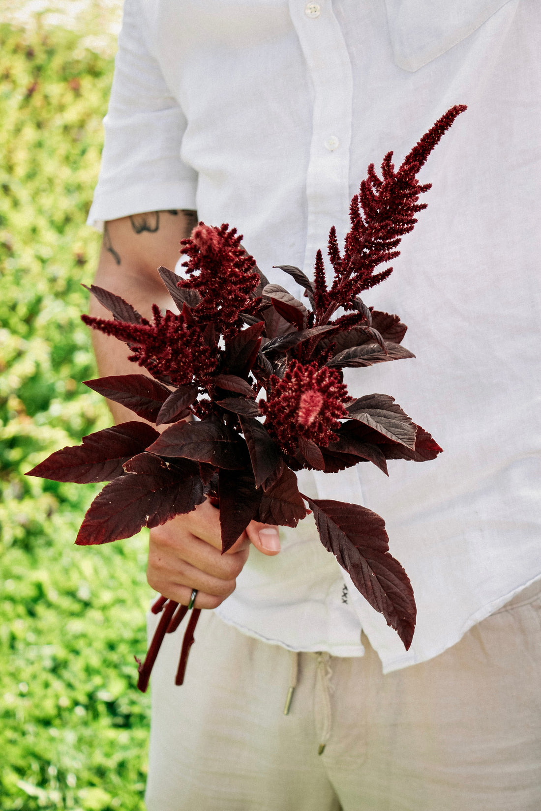 Amaranthus cruentus &