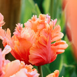 Tulp 'Amazing Parrot'