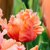 Tulp 'Amazing Parrot'