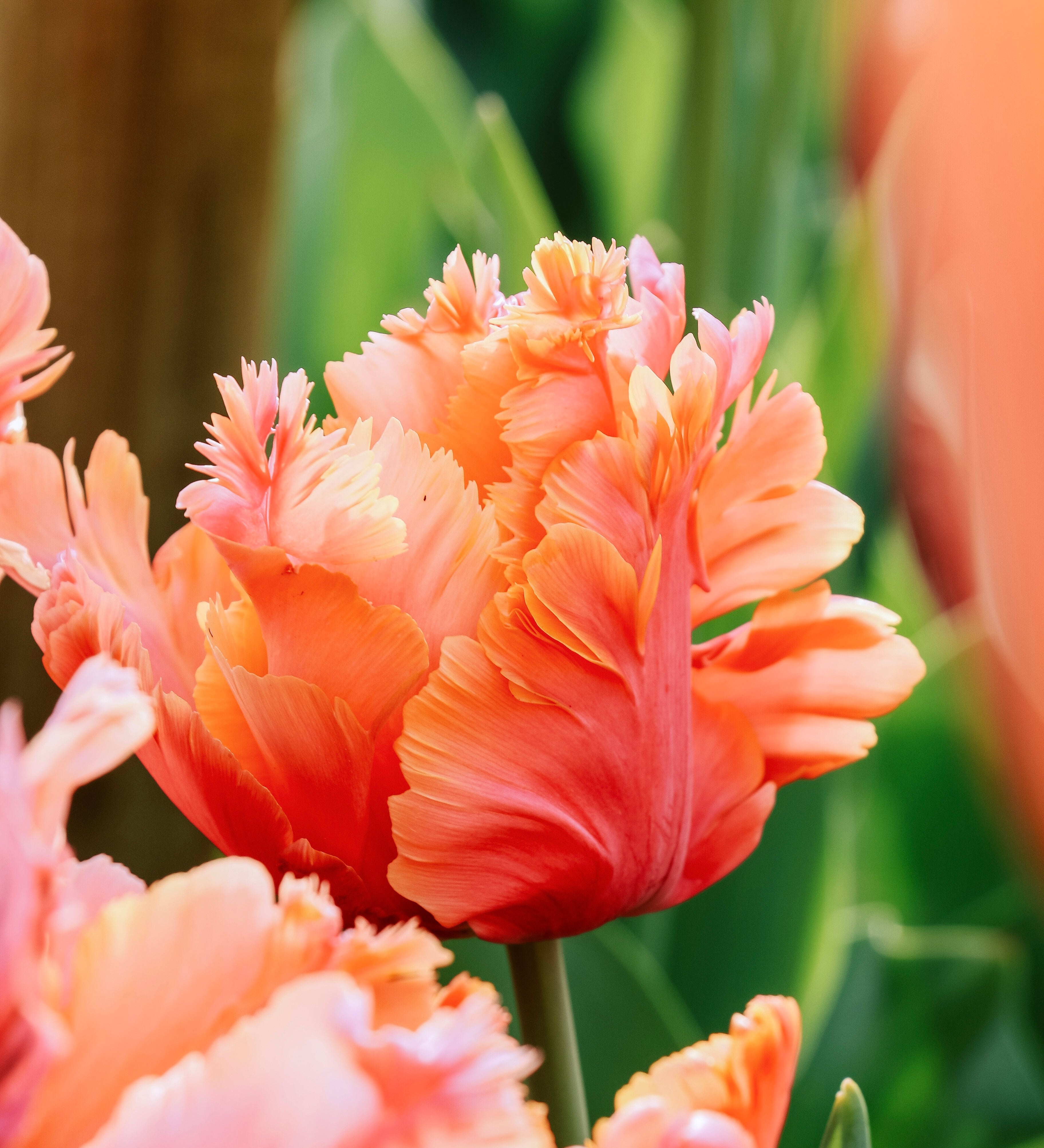 Tulp 'Amazing Parrot'