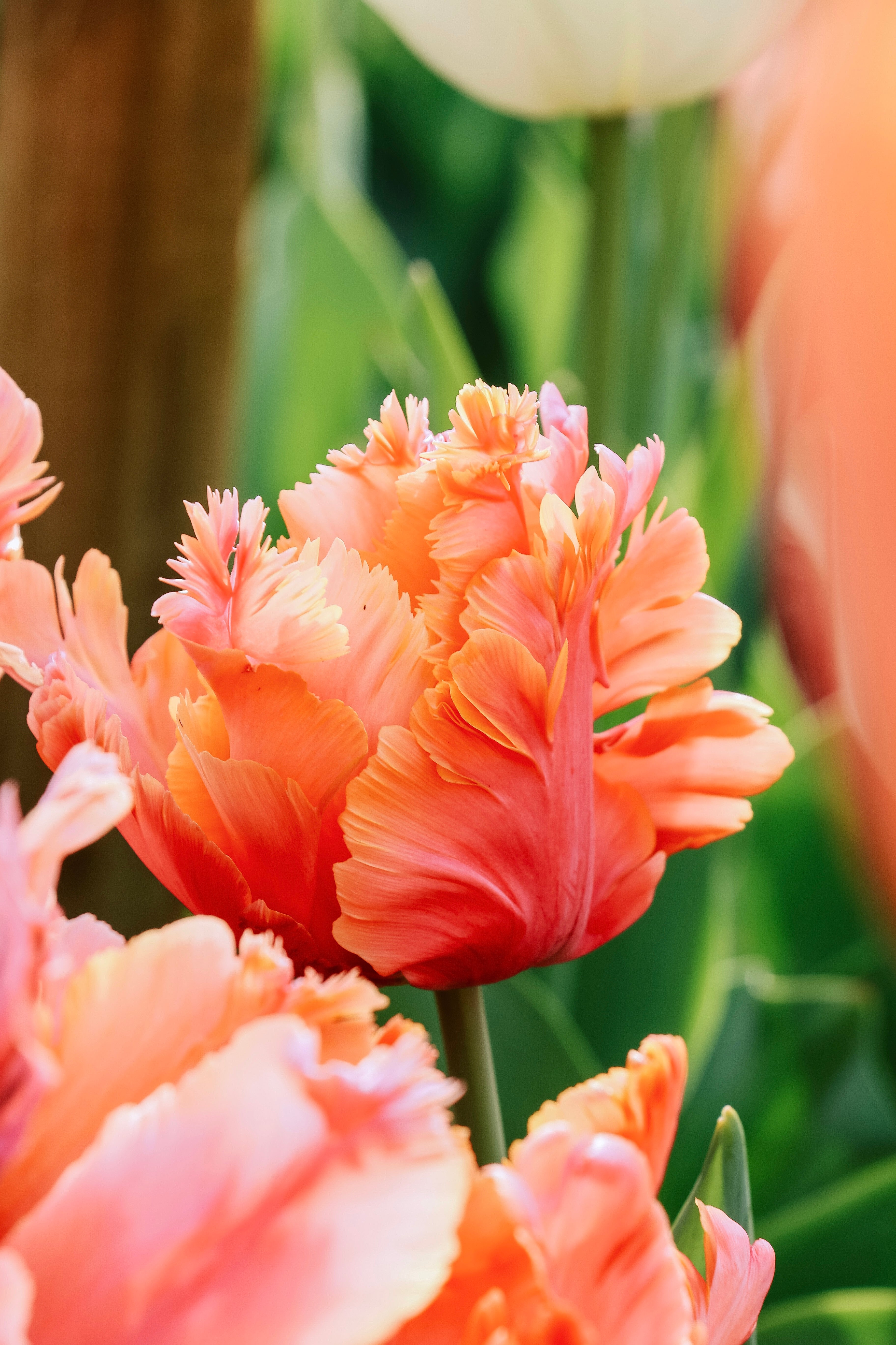 Tulp 'Amazing Parrot'