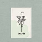 Ammi majus-Angelo