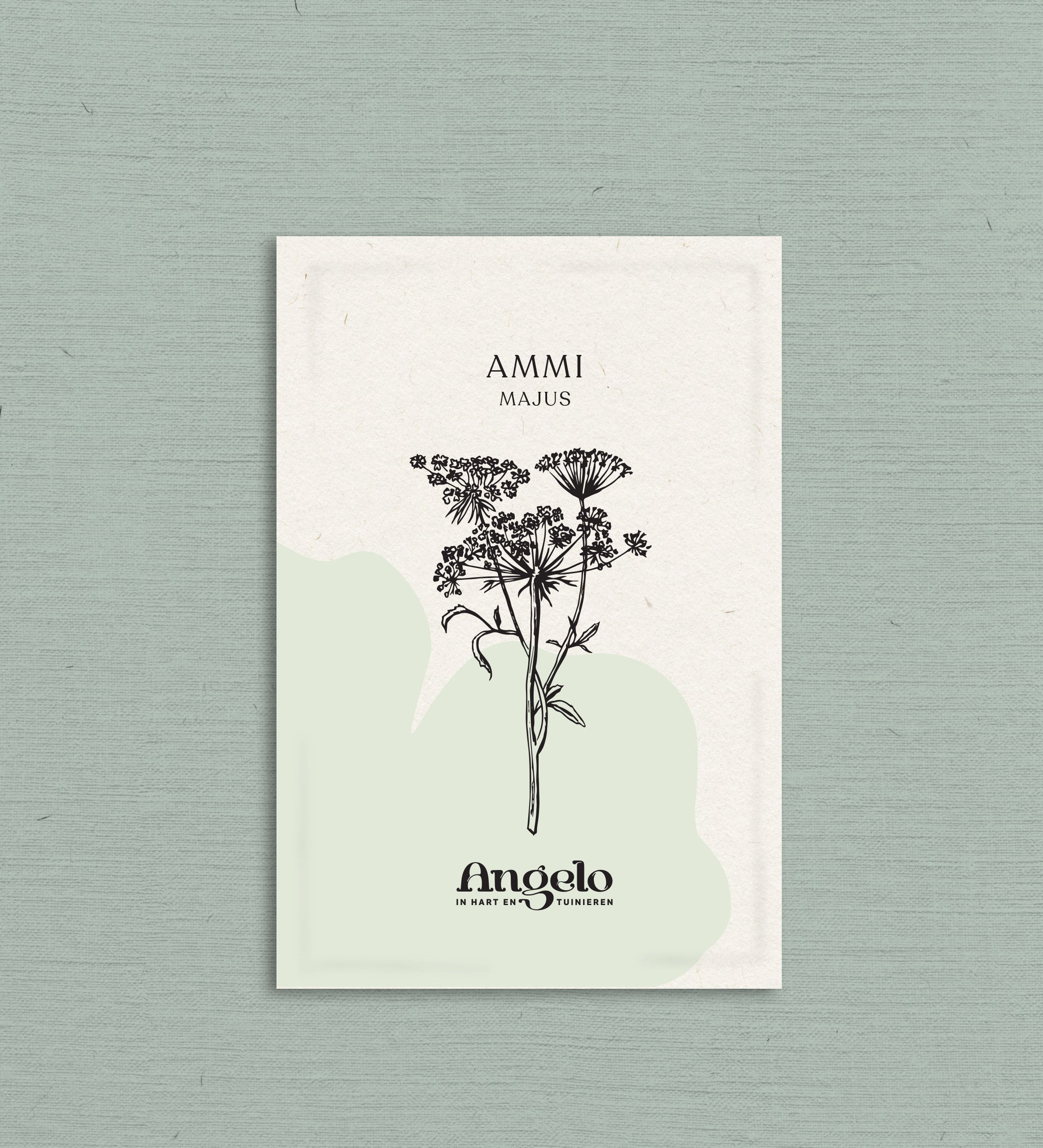 Ammi majus-Angelo