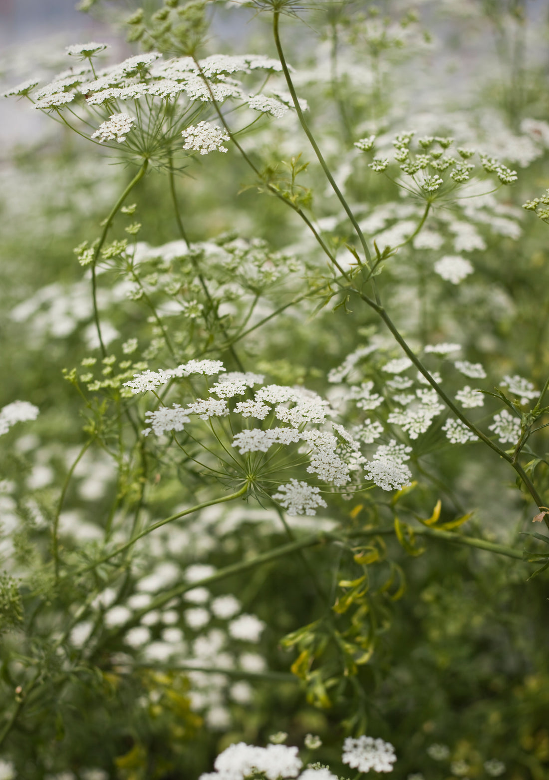 Ammi majus-Angelo