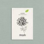Ammi visnaga 'QIS Casablanca'-Angelo