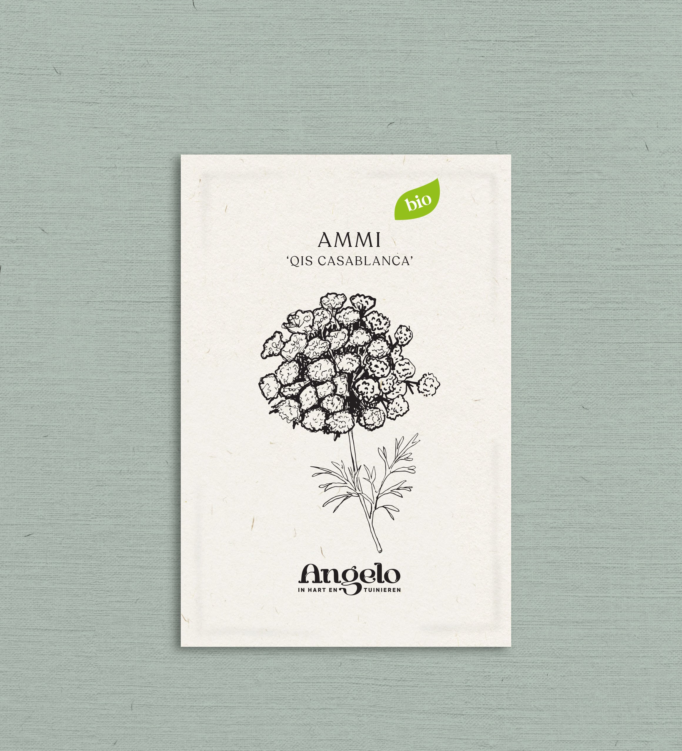 Ammi visnaga 'QIS Casablanca'-Angelo