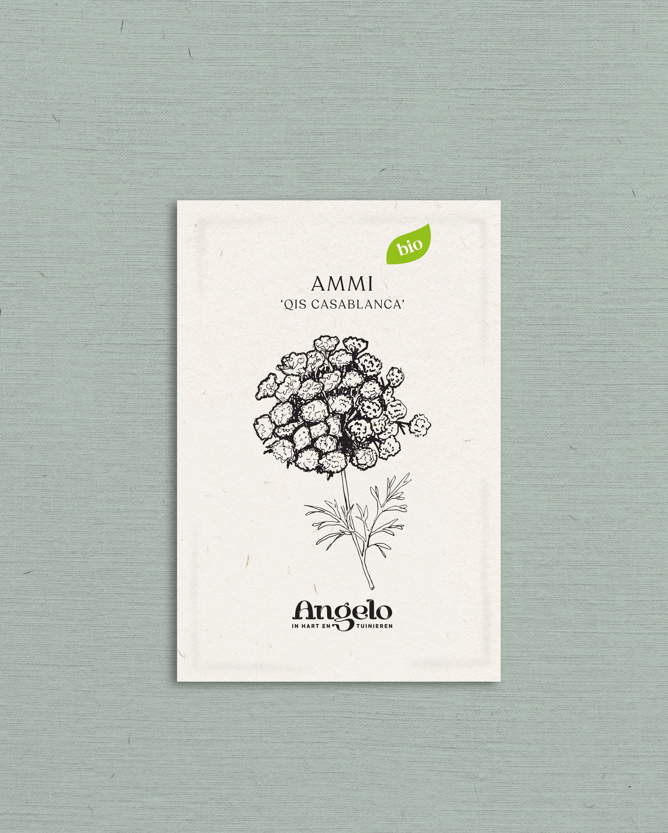 Ammi visnaga 'QIS Casablanca'-Angelo