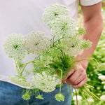 Ammi visnaga 'QIS Casablanca'-Angelo
