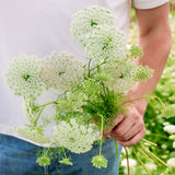 Ammi visnaga 'QIS Casablanca'-Angelo