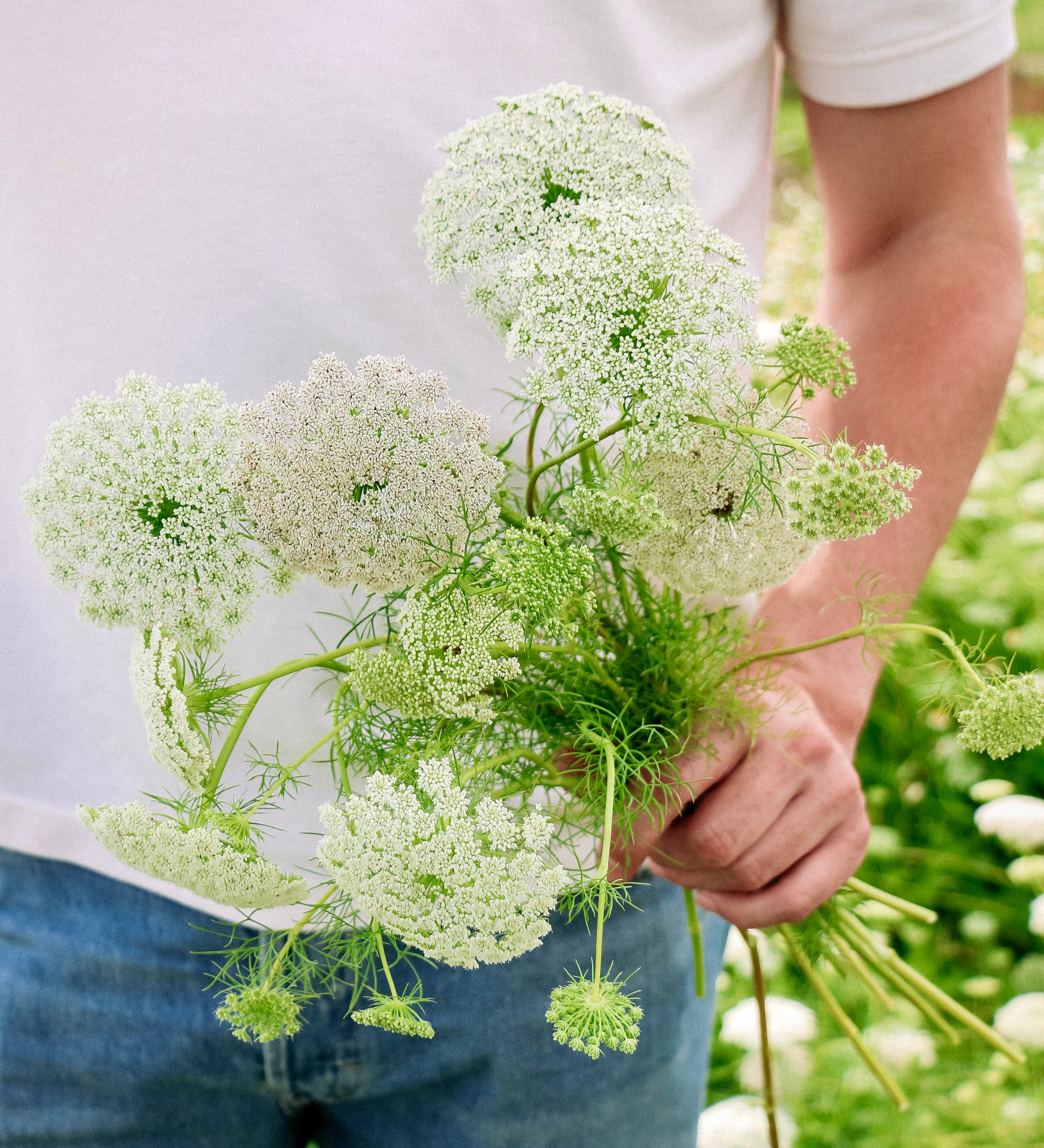 Ammi visnaga 'QIS Casablanca'-Angelo