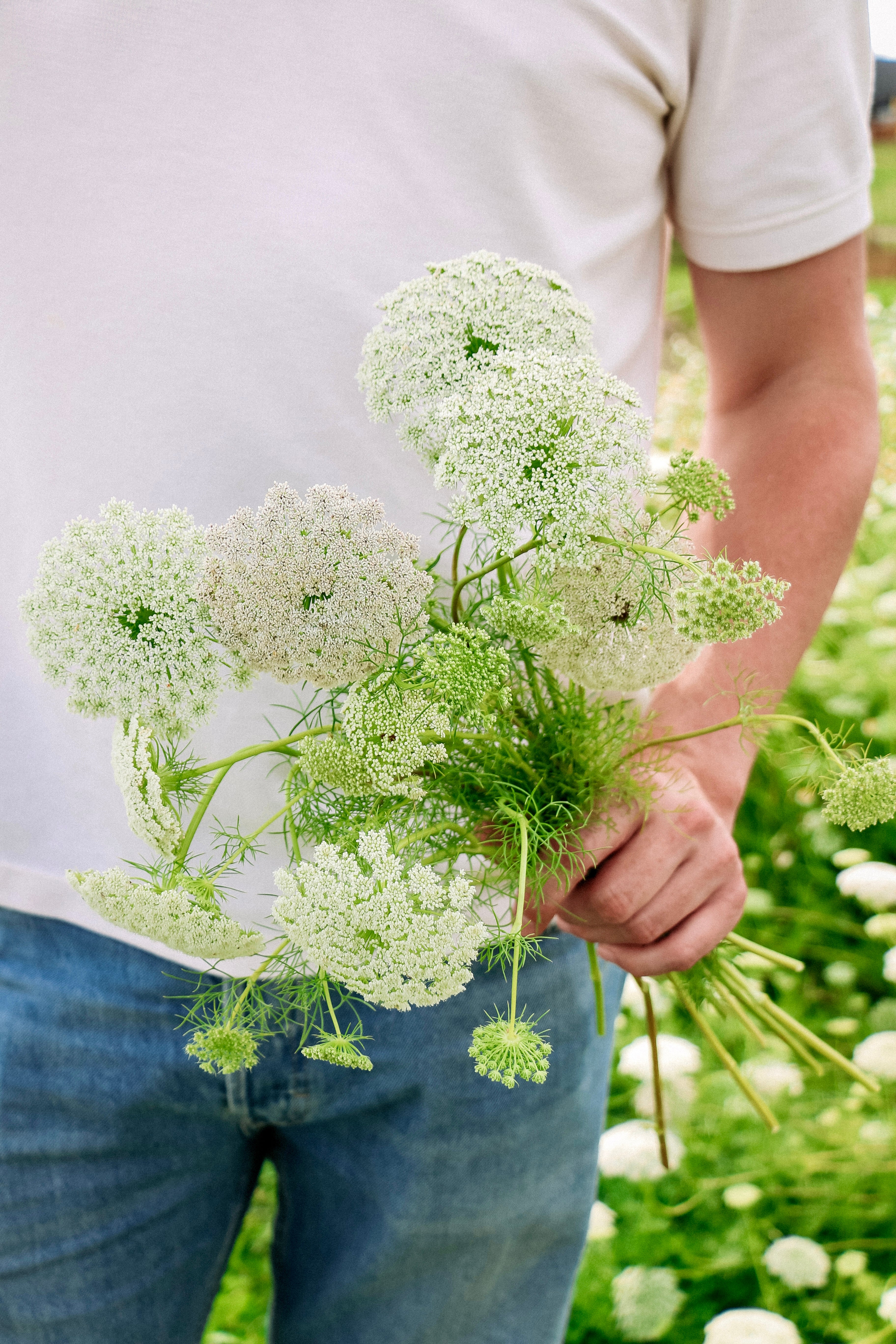 Ammi visnaga 'QIS Casablanca'-Angelo