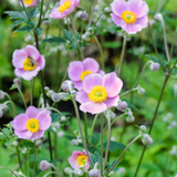 Anemone hupehensis 'September Charm'