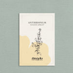 Antirrhinum majus 'Avignon Apricot'-Angelo