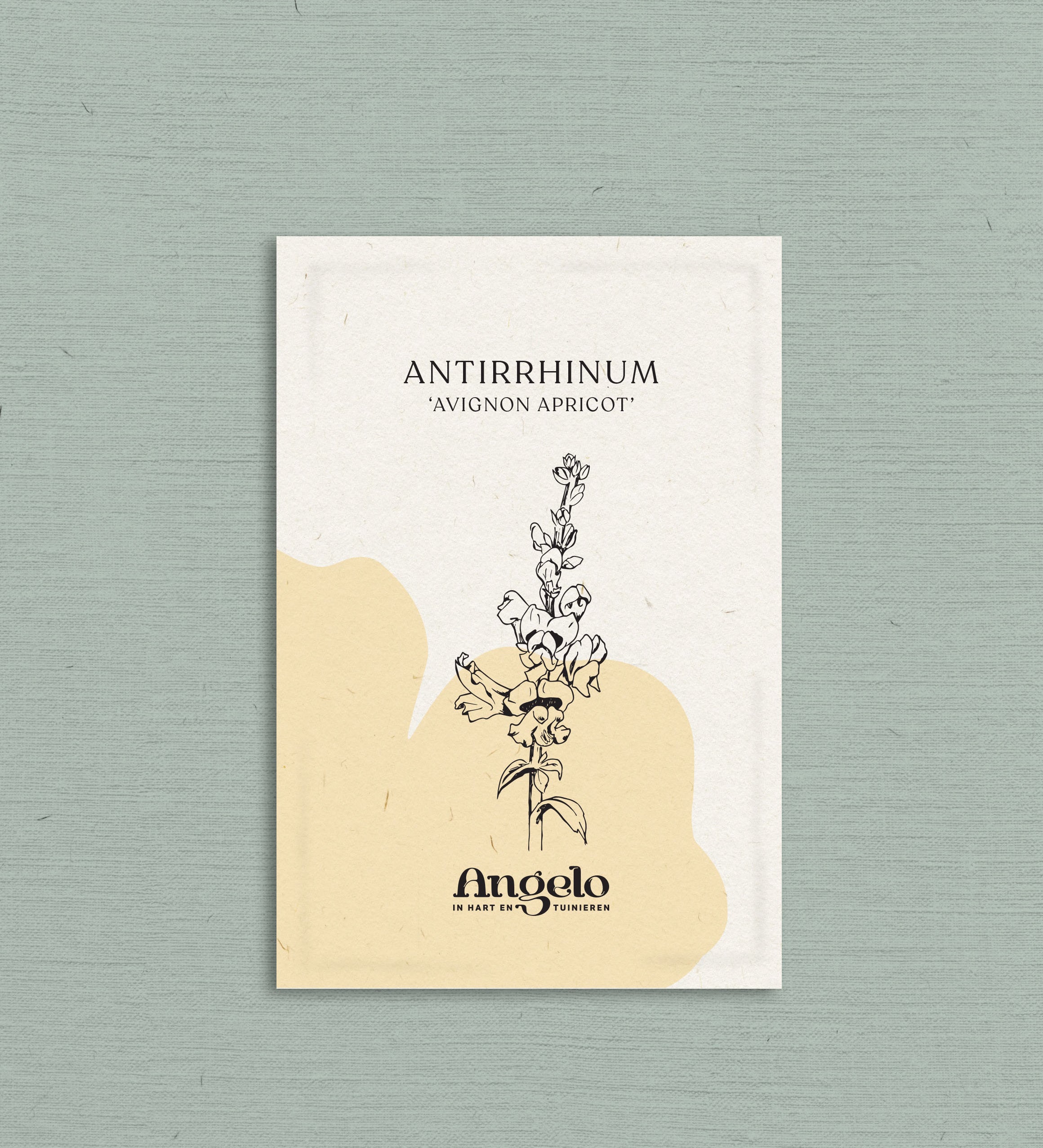 Antirrhinum majus 'Avignon Apricot'-Angelo