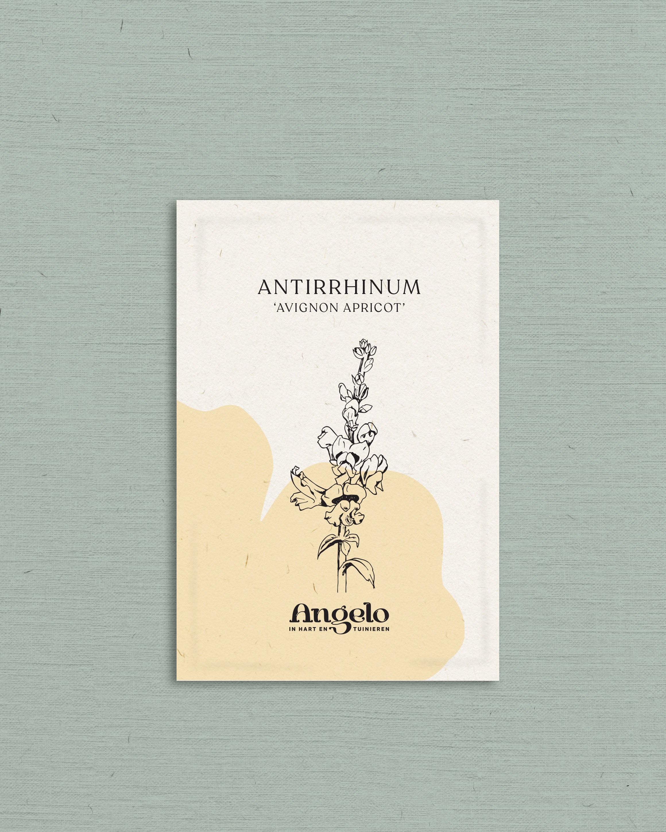 Antirrhinum majus 'Avignon Apricot'-Angelo